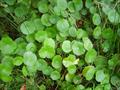 Indian pennywort ، marsh penny ، thick-leaved pennywort  ، white rot pennywort 